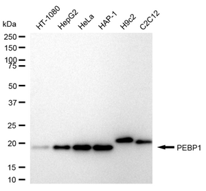 KD-Validated Anti PBP Antibody, clone 24GB860, Rabbit Monoclonal clone 24GB860, recombinant rabbit monoclonal, expressed in HEK293 cells