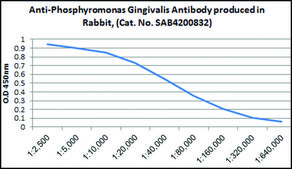 Anti-Porphyromonas gingivalis antibody produced in rabbit IgG fraction of antiserum