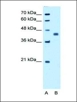 Anti-PDHA1 (AB1) antibody produced in rabbit IgG fraction of antiserum