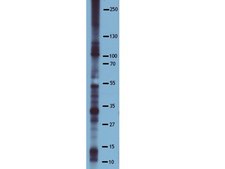 Anti-Phosphoserine Antibody, clone 4A4, HRP Conjugate clone 4A4, Upstate&#174;, from mouse