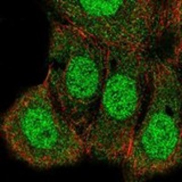 Anti-HRAS antibody produced in rabbit Prestige Antibodies&#174; Powered by Atlas Antibodies, affinity isolated antibody, buffered aqueous glycerol solution