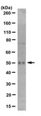 Anti-VPS4A Antibody, clone 14B1.1 clone 14B1.1, from mouse