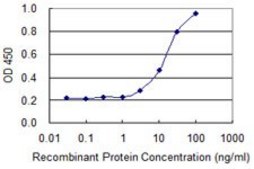 Monoclonal Anti-POLR2A, (N-terminal) antibody produced in mouse clone IF17, purified immunoglobulin, buffered aqueous solution