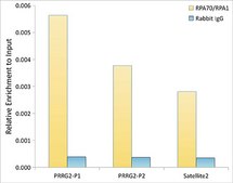 Anti-RPA70/RPA1 Antibody, clone 5R7S3, Rabbit Monoclonal