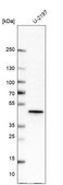 Anti-SH3GL1 antibody produced in rabbit Prestige Antibodies&#174; Powered by Atlas Antibodies, affinity isolated antibody, buffered aqueous glycerol solution