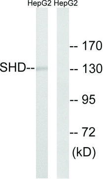 Anti-SHD antibody produced in rabbit affinity isolated antibody