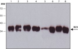 Anti-B23 antibody, Mouse monoclonal clone FC82291, purified from hybridoma cell culture