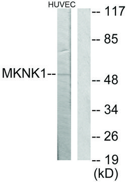 Anti-MKNK1 antibody produced in rabbit affinity isolated antibody