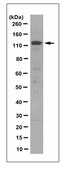 Anti-CDKL5 Antibody, clone 8F3.1 clone 8F3.1, from mouse