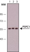 Anti-PSPC1 antibody, Mouse monoclonal clone 1L4, purified from hybridoma cell culture