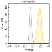 Anti-EphA2 Antibody, clone F2-27 ZooMAb&#174; Mouse Monoclonal recombinant, expressed in HEK 293 cells