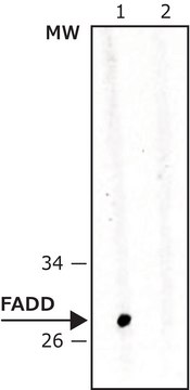 Anti-FADD antibody, Mouse monoclonal clone FD19, purified from hybridoma cell culture