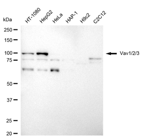 Anti Vav1/2/3 Antibody, clone 24GB2645, Rabbit Monoclonal clone 24GB2645, recombinant rabbit monoclonal, expressed in HEK293 cells