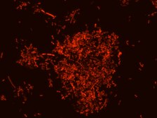 Akkermansia muciniphila FISH probe - Cy3 Probe for fluorescence in situ hybridization (FISH),20 &#956;M in water