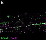 Anti-Serotonin antibody produced in rabbit whole antiserum