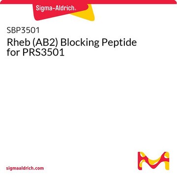 Rheb (AB2) Blocking Peptide for PRS3501