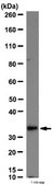 Anti-DARPP-32 Antibody from rabbit, purified by affinity chromatography