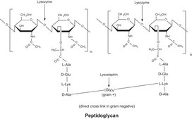 Lysozyme from chicken egg white free of DNA contaminants, suitable for Microbiome research, lyophilized powder, protein ≥90%, ≥39,000 units/mg protein