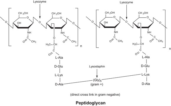 Lysozyme human Lysobac&#8482;, recombinant, expressed in rice, lyophilized powder, &#8805;100,000&#160;units/mg protein