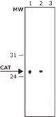 Anti-Chloramphenicol Acetyl Transferase (CAT) antibody produced in rabbit IgG fraction of antiserum, buffered aqueous solution