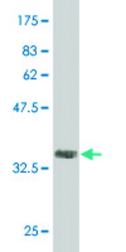 Monoclonal Anti-CAND1 antibody produced in mouse clone 2D7, purified immunoglobulin, buffered aqueous solution
