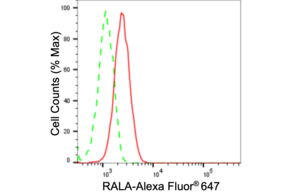 Anti RAS Like Proto-Oncogene A Antibody, clone 24GB1125, Rabbit Monoclonal clone 24GB1125, recombinant rabbit monoclonal, expressed in HEK293 cells