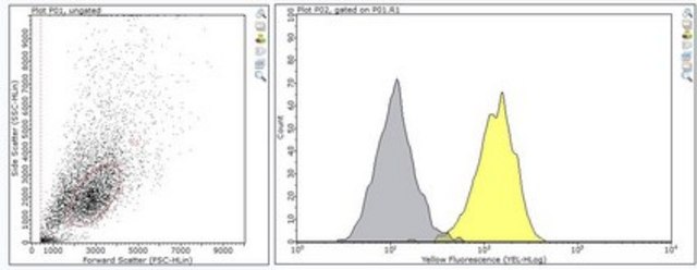 Anti-TAPA-1 (CD81) Antibody, clone 5A6 clone 5A6, from mouse