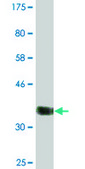 Monoclonal Anti-CABIN1, (N-terminal) antibody produced in mouse clone 2G2, ascites fluid