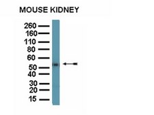 Anti-Osteopontin Antibody serum, from rabbit