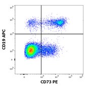 Monoclonal Anti-CD73 PE produced in mouse