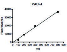 PADI-4 human recombinant, expressed in baculovirus infected Sf9 cells, &#8805;65% (SDS-PAGE)