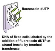 In Situ Cell Death Detection Kit, Fluorescein sufficient for &#8804;50&#160;tests, suitable for detection
