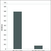 Anti-phospho-RelB (pSer552) antibody produced in rabbit affinity isolated antibody