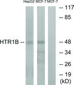 Anti-HTR1B antibody produced in rabbit affinity isolated antibody