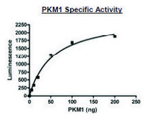 PKM1 active human recombinant, expressed in E. coli, ≥80% (SDS-PAGE)