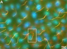 Monoclonal Anti-Tubulin, Acetylated antibody produced in mouse clone 6-11B-1, ascites fluid