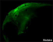 Anti-sox2 antibody produced in rabbit affinity isolated antibody, buffered aqueous solution