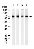 Anti-Neprilysin/CD10 Antibody, clone 1C22 ZooMAb&#174; Rabbit Monoclonal recombinant, expressed in HEK 293 cells