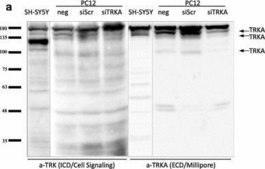 Anti-TrkA Antibody Upstate&#174;, from rabbit