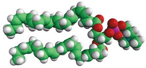 22:6 (Cis) PC 1,2-didocosahexaenoyl-sn-glycero-3-phosphocholine, chloroform