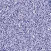 Anti-ARR3 antibody produced in rabbit Prestige Antibodies&#174; Powered by Atlas Antibodies, affinity isolated antibody