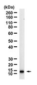 Anti-S100-A9/MRP14 Antibody, clone 1M6 ZooMAb&#174; Rabbit Monoclonal recombinant, expressed in HEK 293 cells