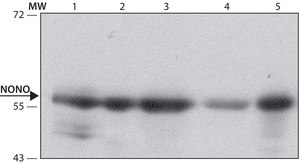 Anti-NONO (C-terminal) antibody produced in rabbit ~1.0&#160;mg/mL, affinity isolated antibody, buffered aqueous solution