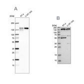 Anti-GOLGA2 antibody produced in rabbit Prestige Antibodies&#174; Powered by Atlas Antibodies, affinity isolated antibody, buffered aqueous glycerol solution