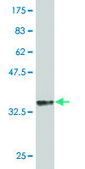 Monoclonal Anti-GATA3 antibody produced in mouse clone 1C1, purified immunoglobulin, buffered aqueous solution