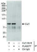 Rabbit anti-Cul1 Antibody, Affinity Purified Powered by Bethyl Laboratories, Inc.