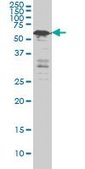 ANTI-YY1 antibody produced in mouse clone 4C1, purified immunoglobulin, buffered aqueous solution