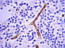 IgG1 Antibody, Mouse 1.95&#160;mg/mL, Chemicon&#174;