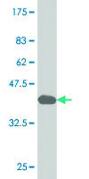 Monoclonal Anti-GCM1 antibody produced in mouse clone 3G5, purified immunoglobulin, buffered aqueous solution
