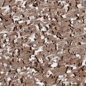 Anti-VEGFD antibody produced in rabbit Prestige Antibodies&#174; Powered by Atlas Antibodies, affinity isolated antibody, buffered aqueous glycerol solution